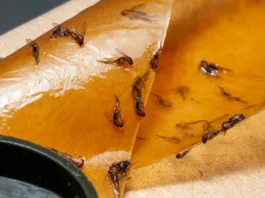 Kako se znebiti nadležnih mušic? Winged fungus gnats stuck on an adhesive fly paper trap, preventing indoor pest infestation and protecting plants