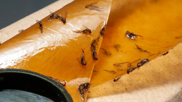 Winged fungus gnats stuck on an adhesive fly paper trap, preventing indoor pest infestation and protecting plants