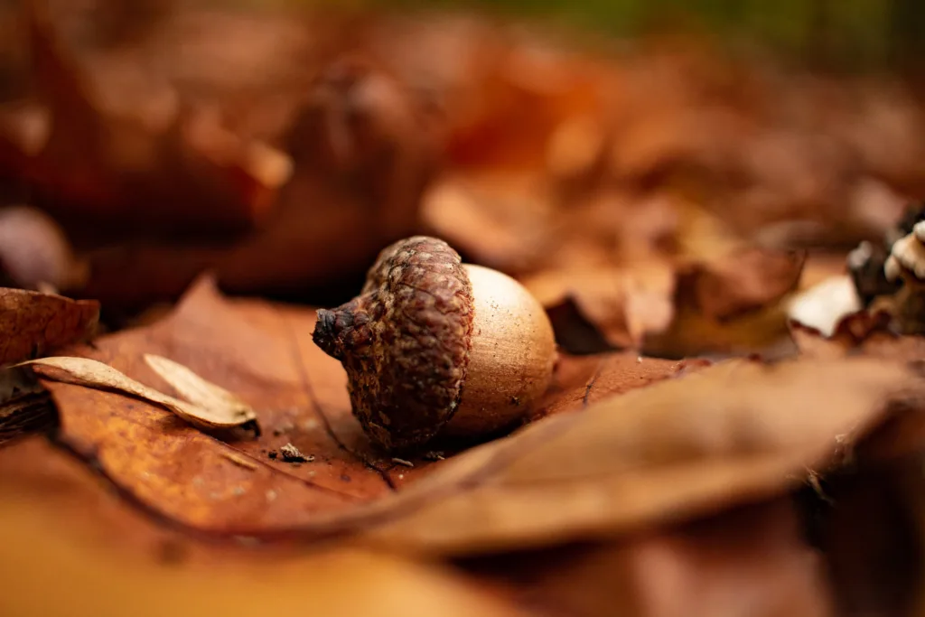 Acorn on the floor