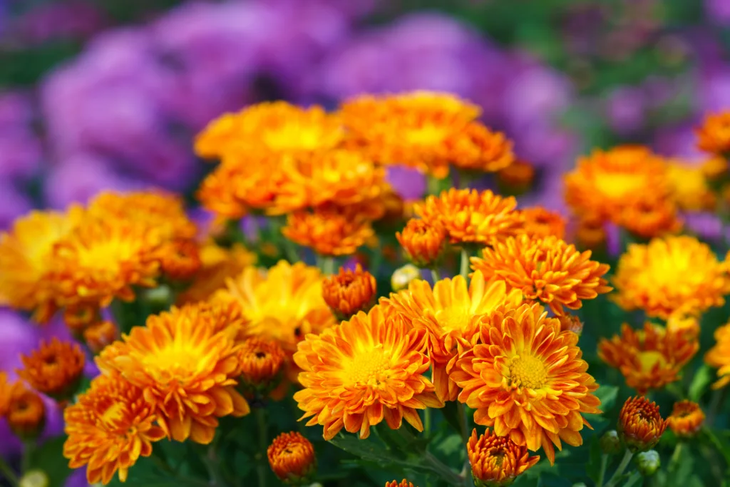 Bright orange pompon chrysanthemum flowers in full bloom creating vibrant floral background. Closeup of colorful autumn blossoms growing in a garden, seasonal fall decorative plant breeding