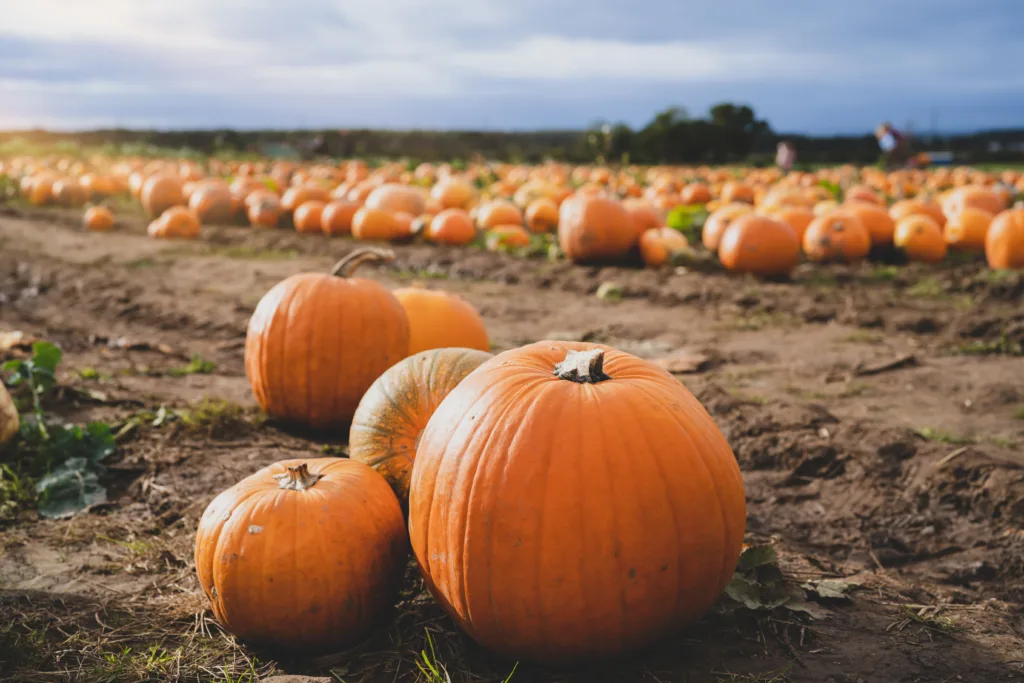 Orange pumpkins patch at outdoor farmer market. Landscape harvest farm field with blurry farmer picking pumpkin in Sunny day Autumn or Winter