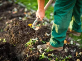 Senior man gardening in his garden, watering plants, using garden equipment, digging the garden soil with a spud