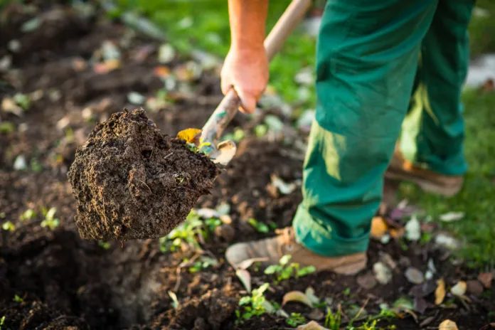senior-man-gardening-in-his-garden-watering-plants-using-garden-equipment-digging-the-garden-soil-with-a-spud-stockpack-istock Senior man gardening in his garden, watering plants, using garden equipment, digging the garden soil with a spud