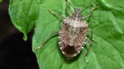 Stink bugs characteristically deposit their eggs on the underside of leaves in clusters. This stink bug was found on the leaf of a young tomato plant.