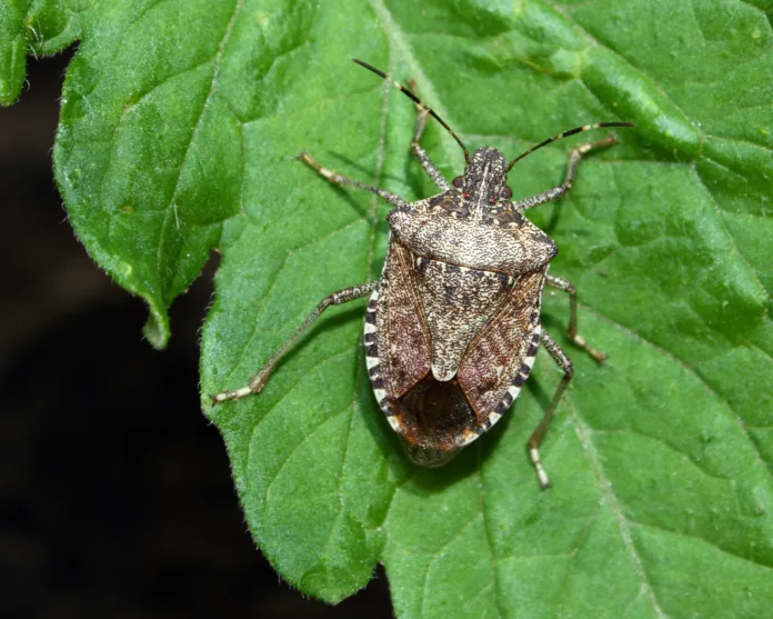 stink-bugs-characteristically-deposit-their-eggs-on-the-underside-of-leaves-in-clusters-this-stink-bug-was-found-on-the-leaf-of-a-young-tomato-plant-stockpack-istock Stink bugs characteristically deposit their eggs on the underside of leaves in clusters. This stink bug was found on the leaf of a young tomato plant.