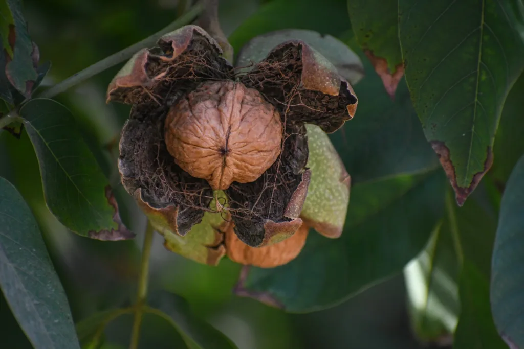 Walnut on the tree